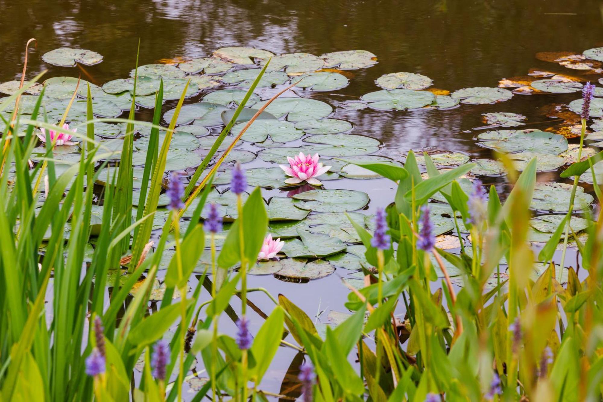 De Wilde Tuin - Tuinkamer Moergestel Exteriör bild